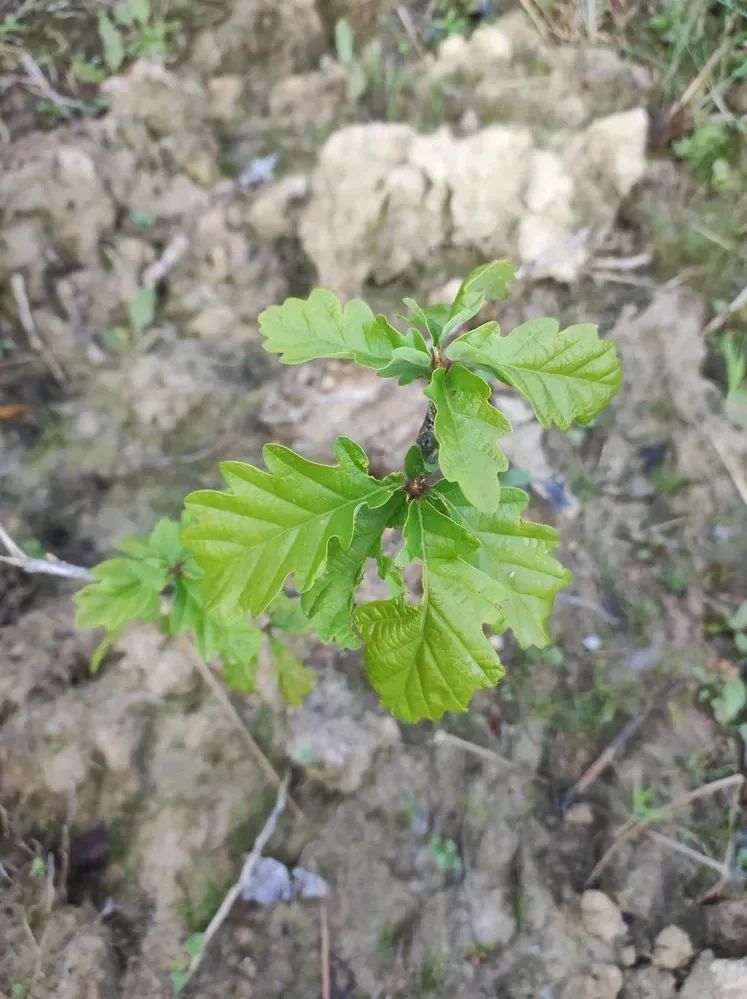 le bois de mery — photo 2