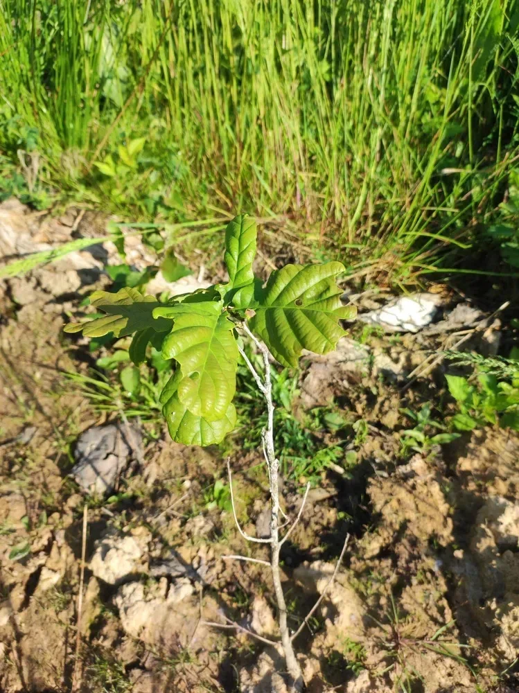 le bois de mery — photo 3