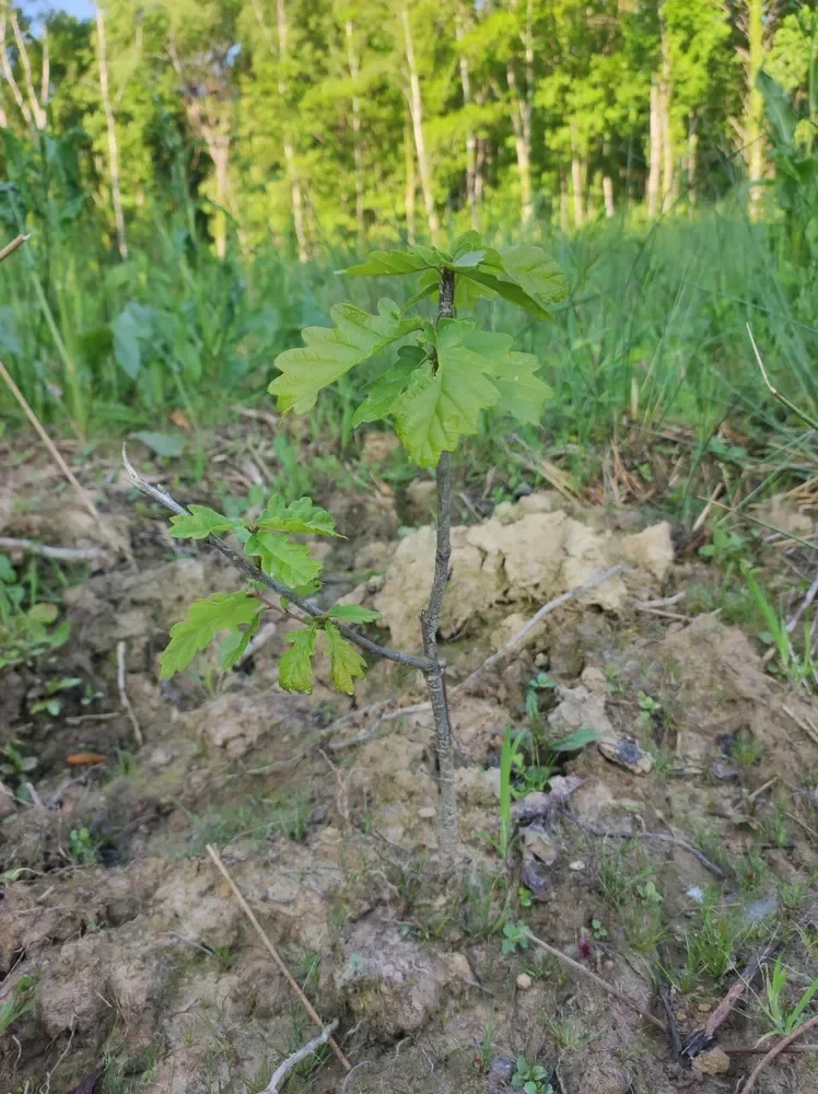 le bois de mery — photo 4