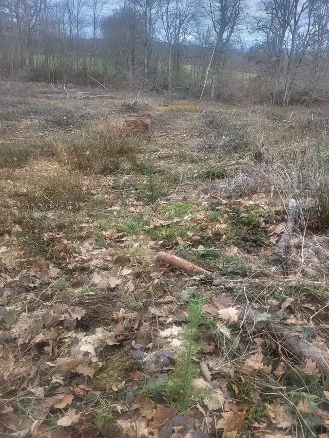 le bois du bourbonnais — photo 2