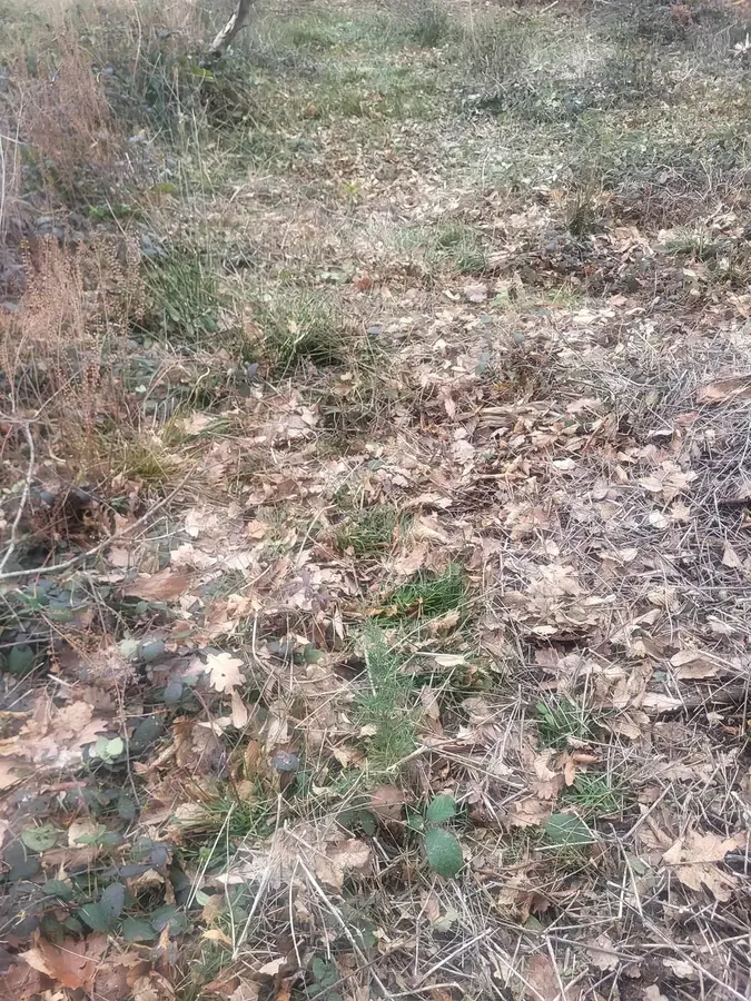 le bois du bourbonnais — photo 3