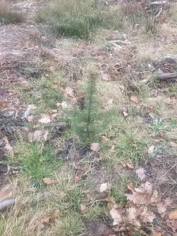 le bois du bourbonnais — photo 4