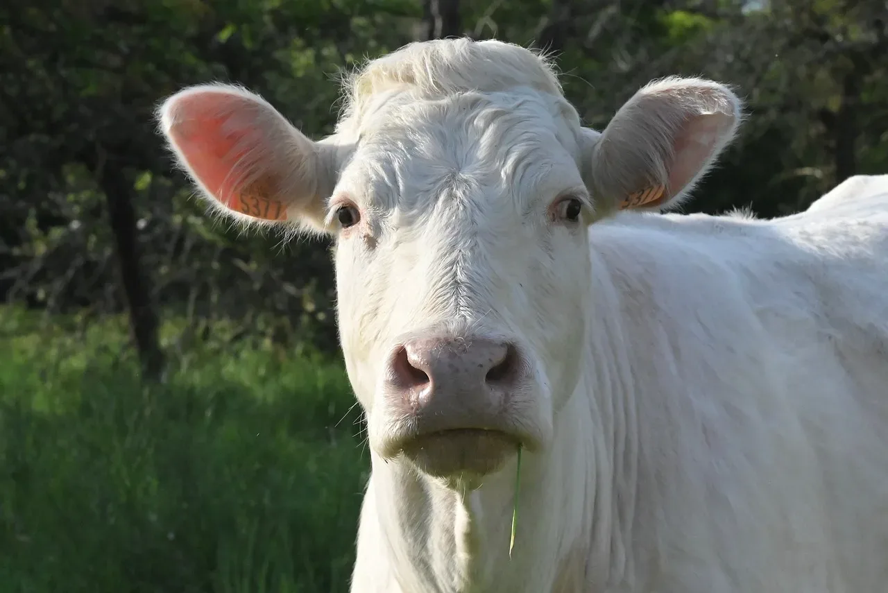 les herbages verts de la rosee 241 001 — photo 1