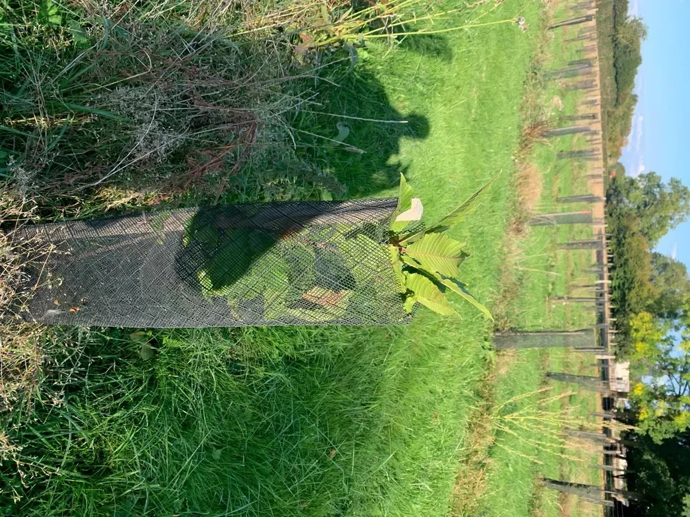 le bois du touquet — photo 2