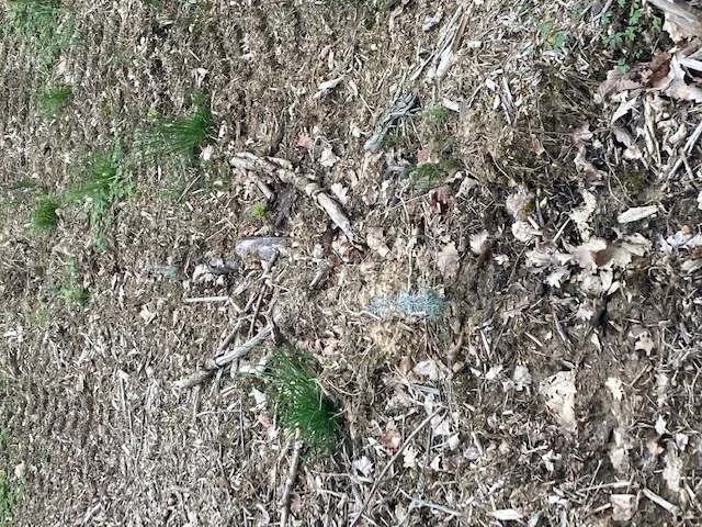 le bois du grand boulat — photo 2