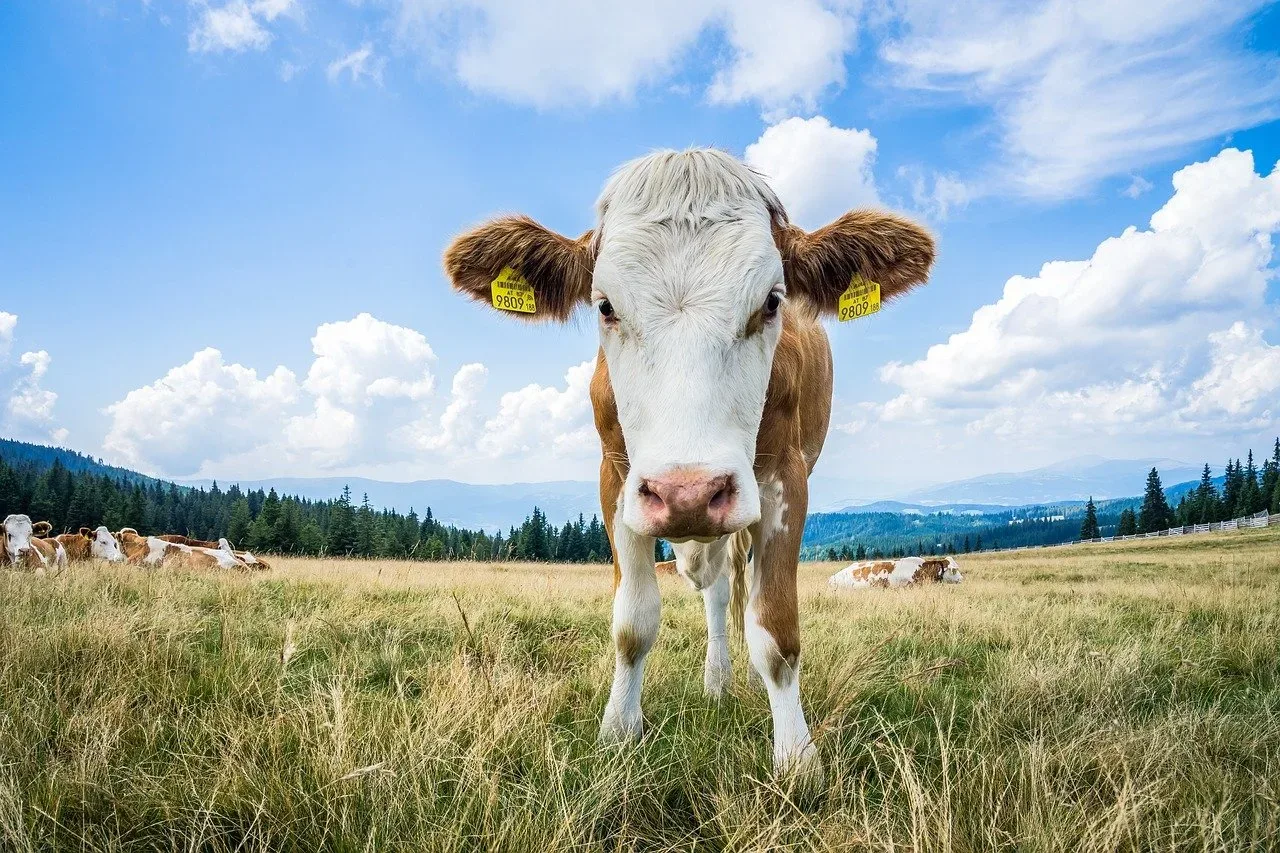 les herbages du val 267 002 — photo 1