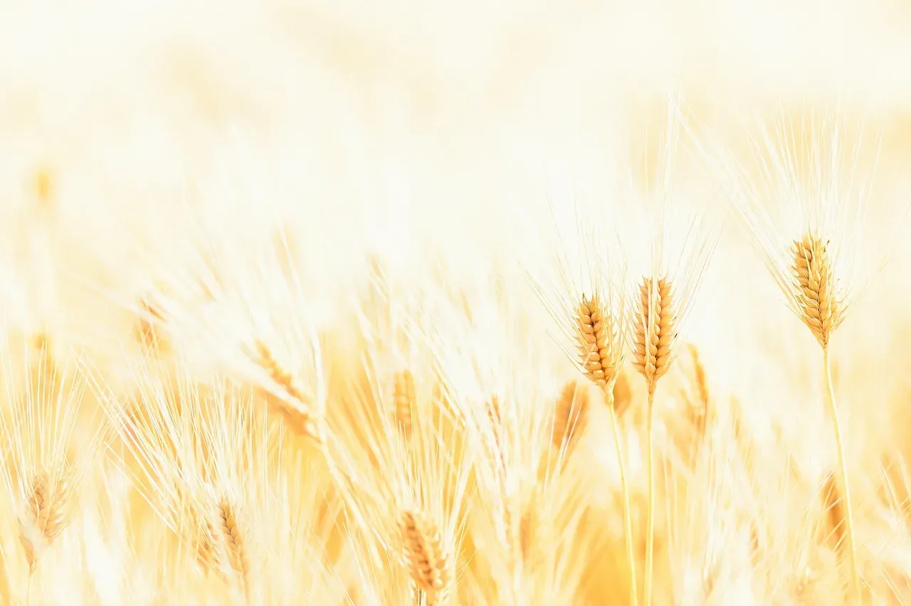 les riches terres de la rosee 269 009 — photo 1