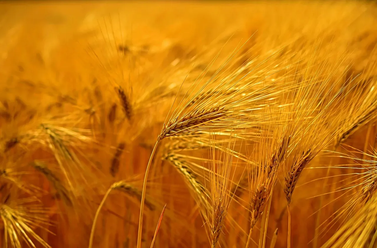 les terres prometteuses de la source 270 006 — photo 1