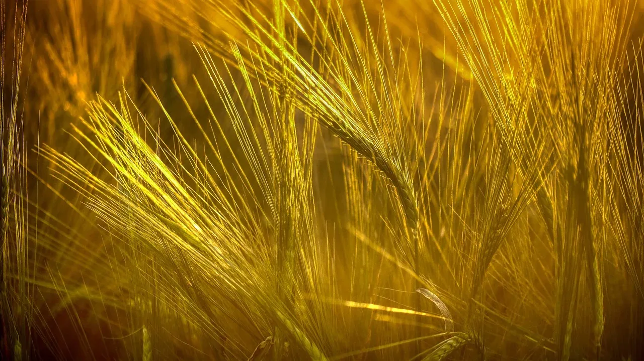 les terres fertiles de la futaie 270 007 — photo 1