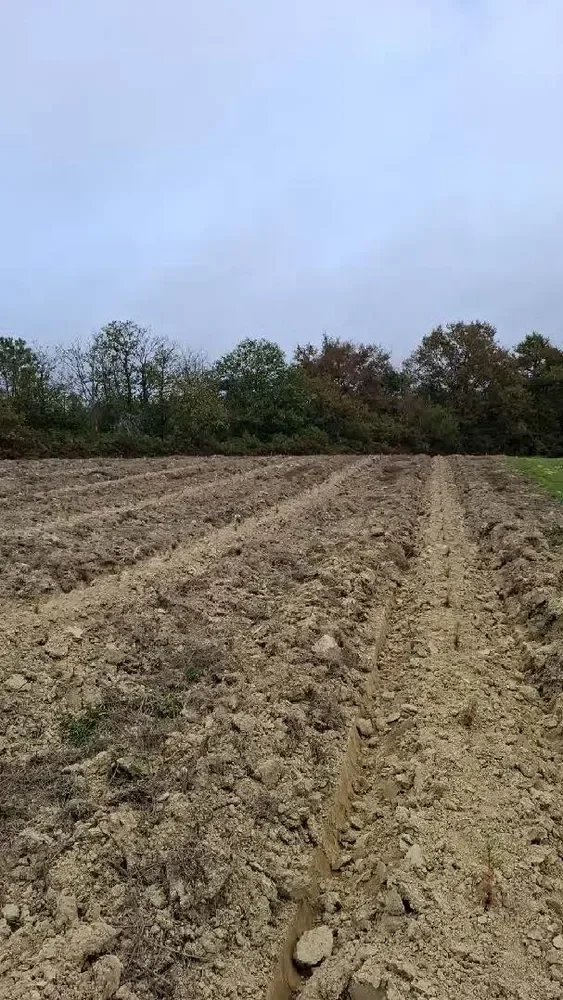 le bois de jordi — photo 4