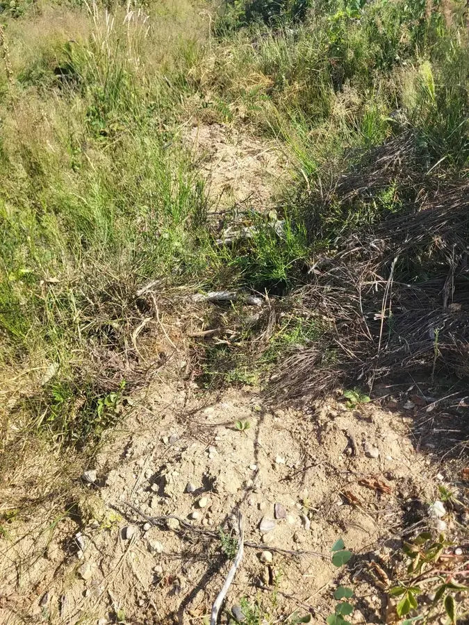 le bois de la besbre — photo 2