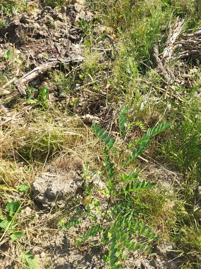 le bois de la besbre — photo 3