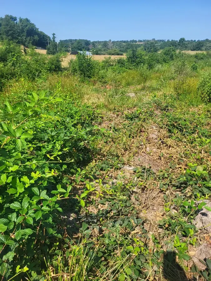 le bois de la besbre — photo 4