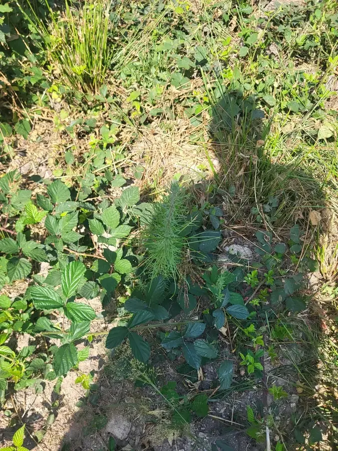 le bois de la besbre — photo 5