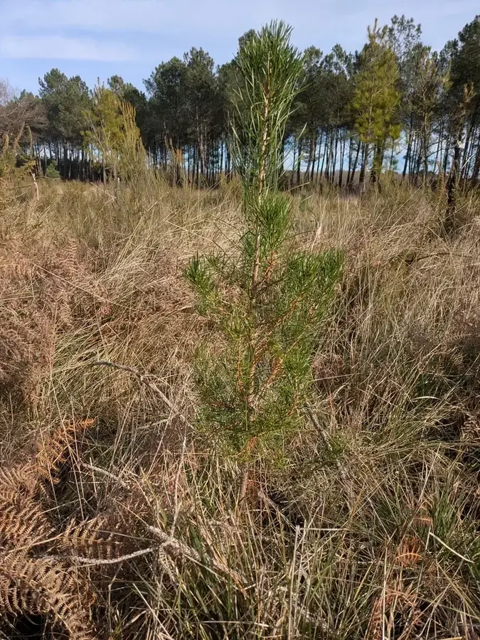 le bois de commensacq — photo 2