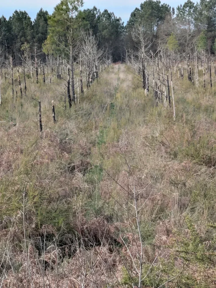 le bois de commensacq — photo 3