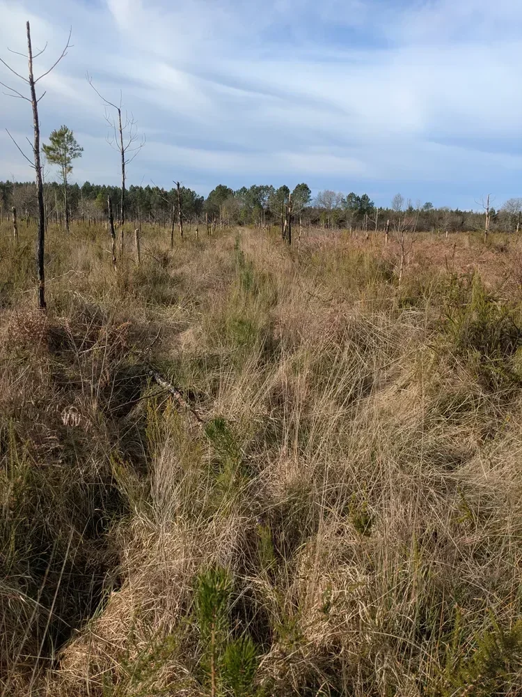 le bois de commensacq — photo 5