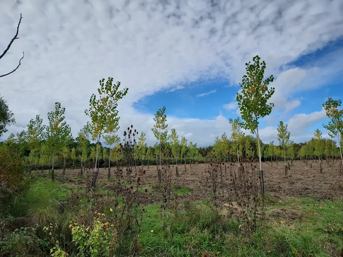 le bois de la bastide — photo 2