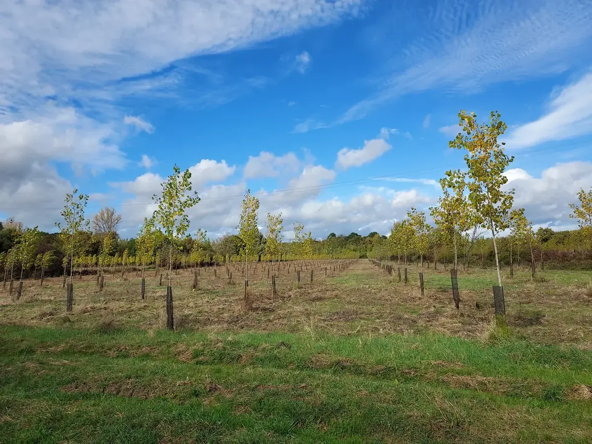le bois de la bastide — photo 3