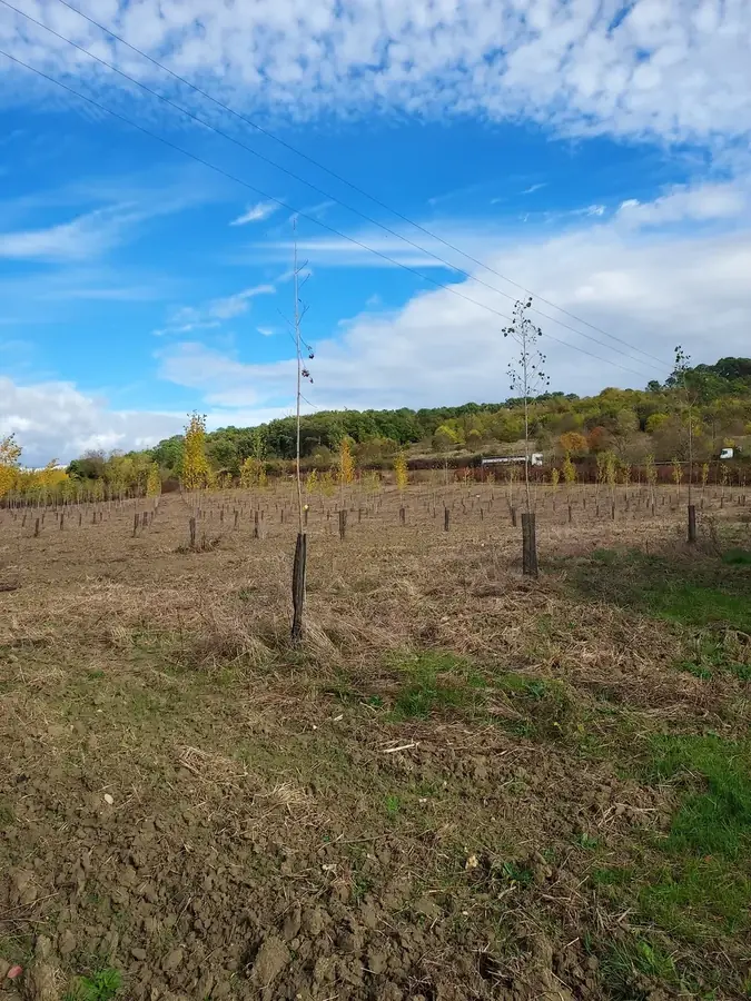 le bois de la bastide — photo 4