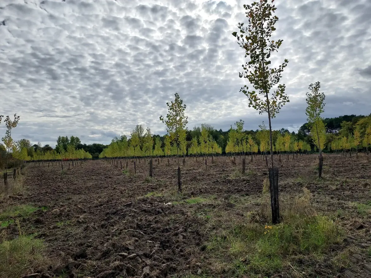 le bois de la bastide — photo 5