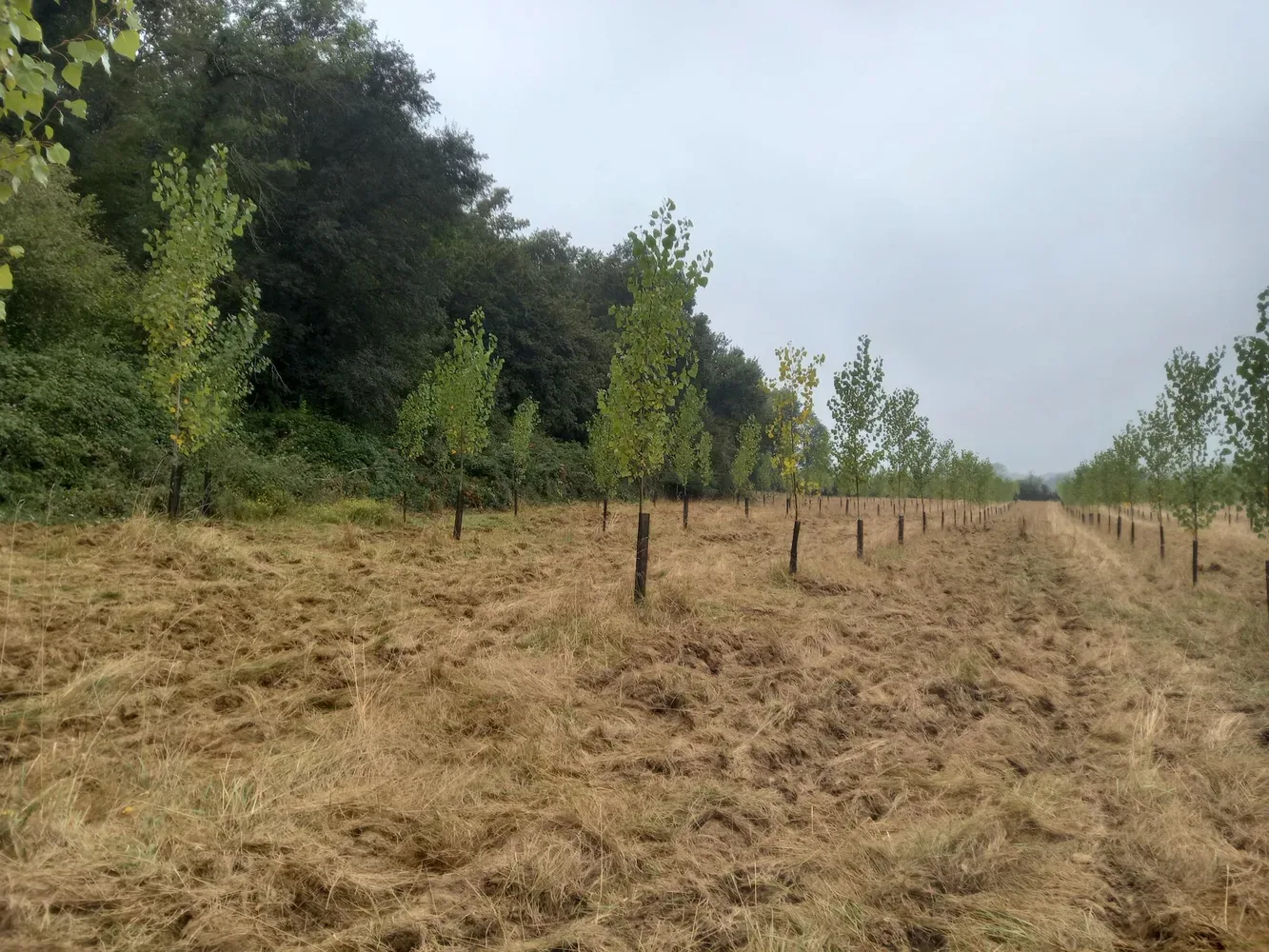 le bois du lievre — photo 2