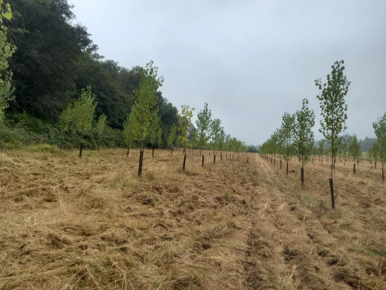 le bois du lievre — photo 3