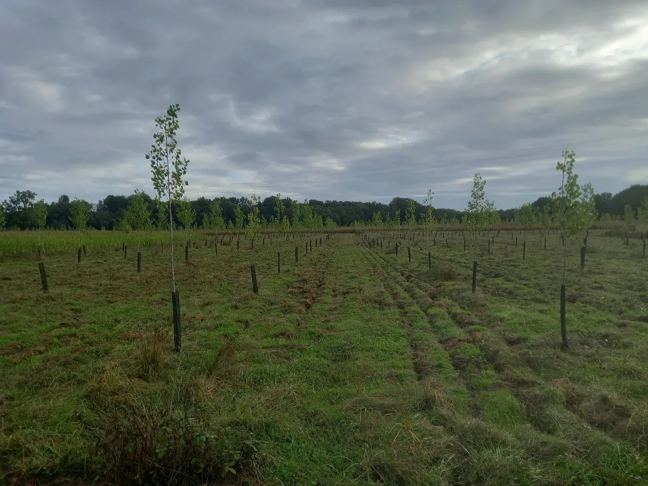 le bois du lievre — photo 4