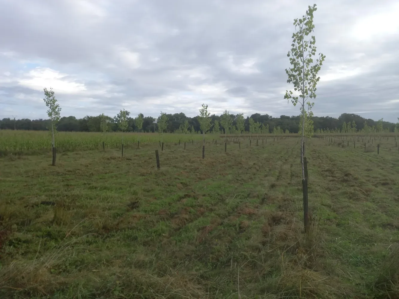 le bois du lievre — photo 5