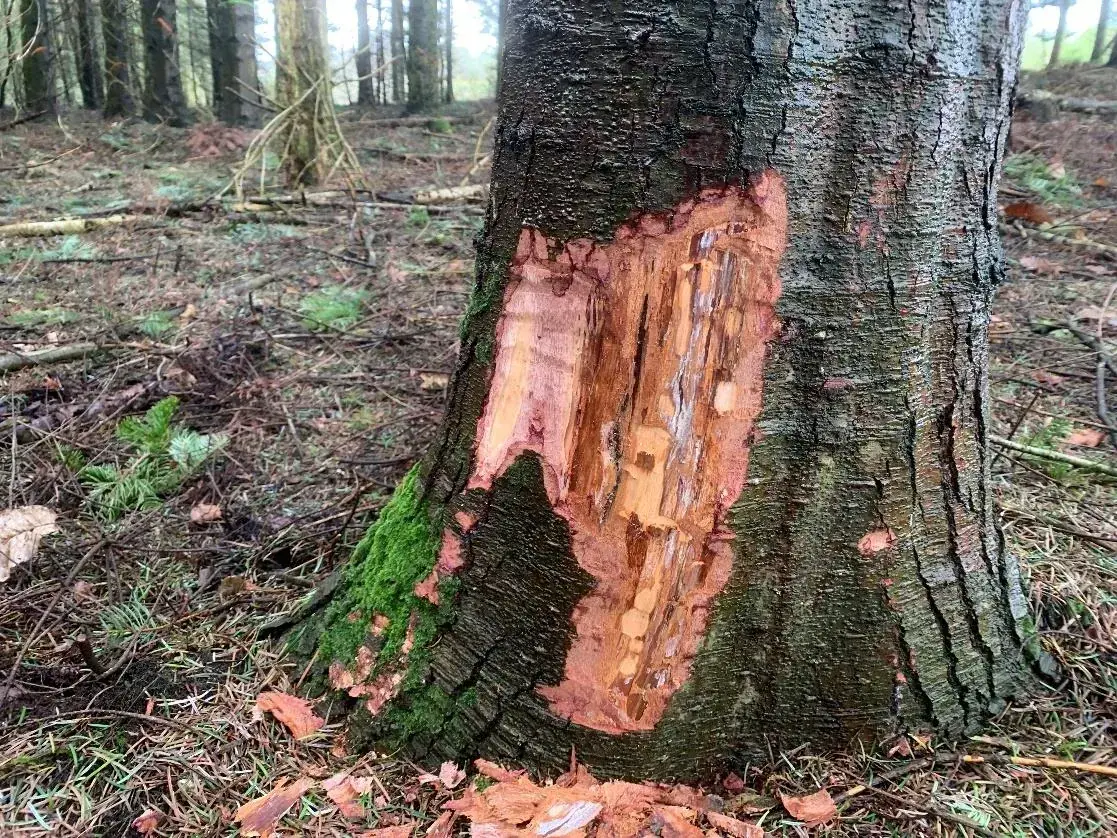 le bois du mont — photo 1