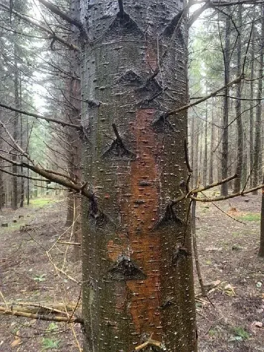 le bois du mont — photo 2