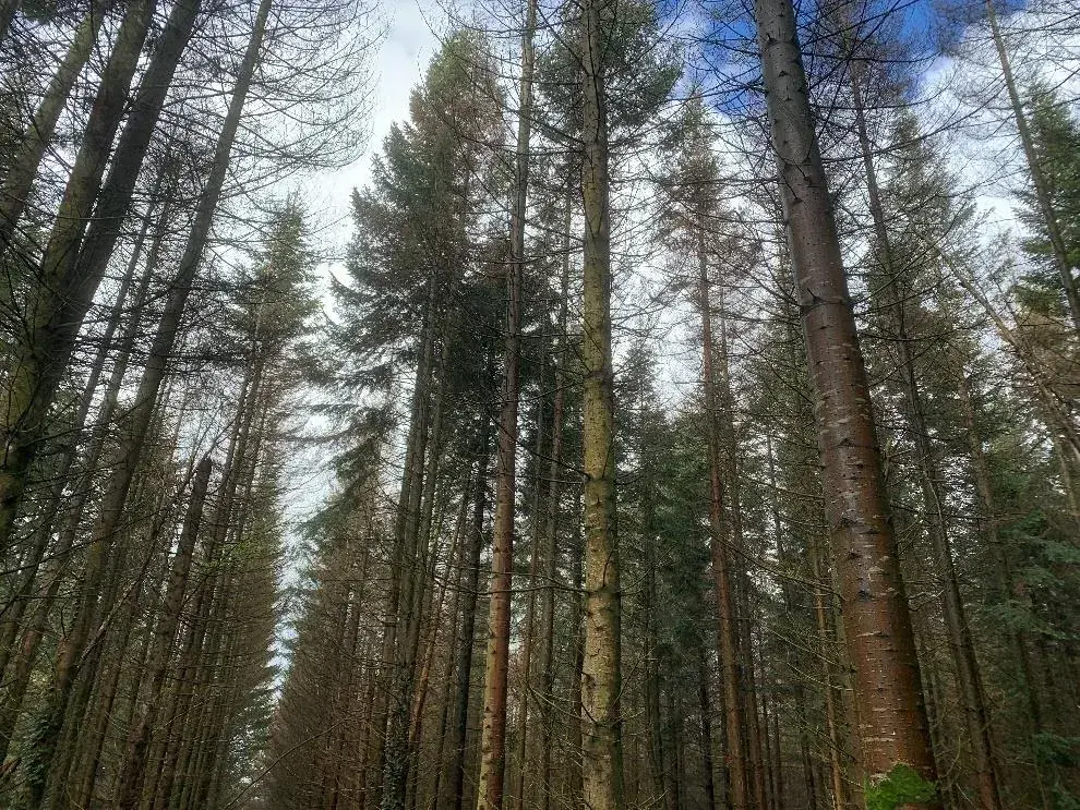 le bois du mont — photo 3