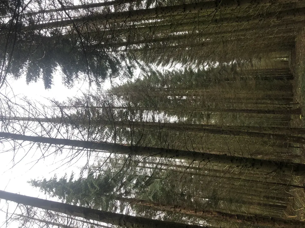 le bois du mont — photo 4