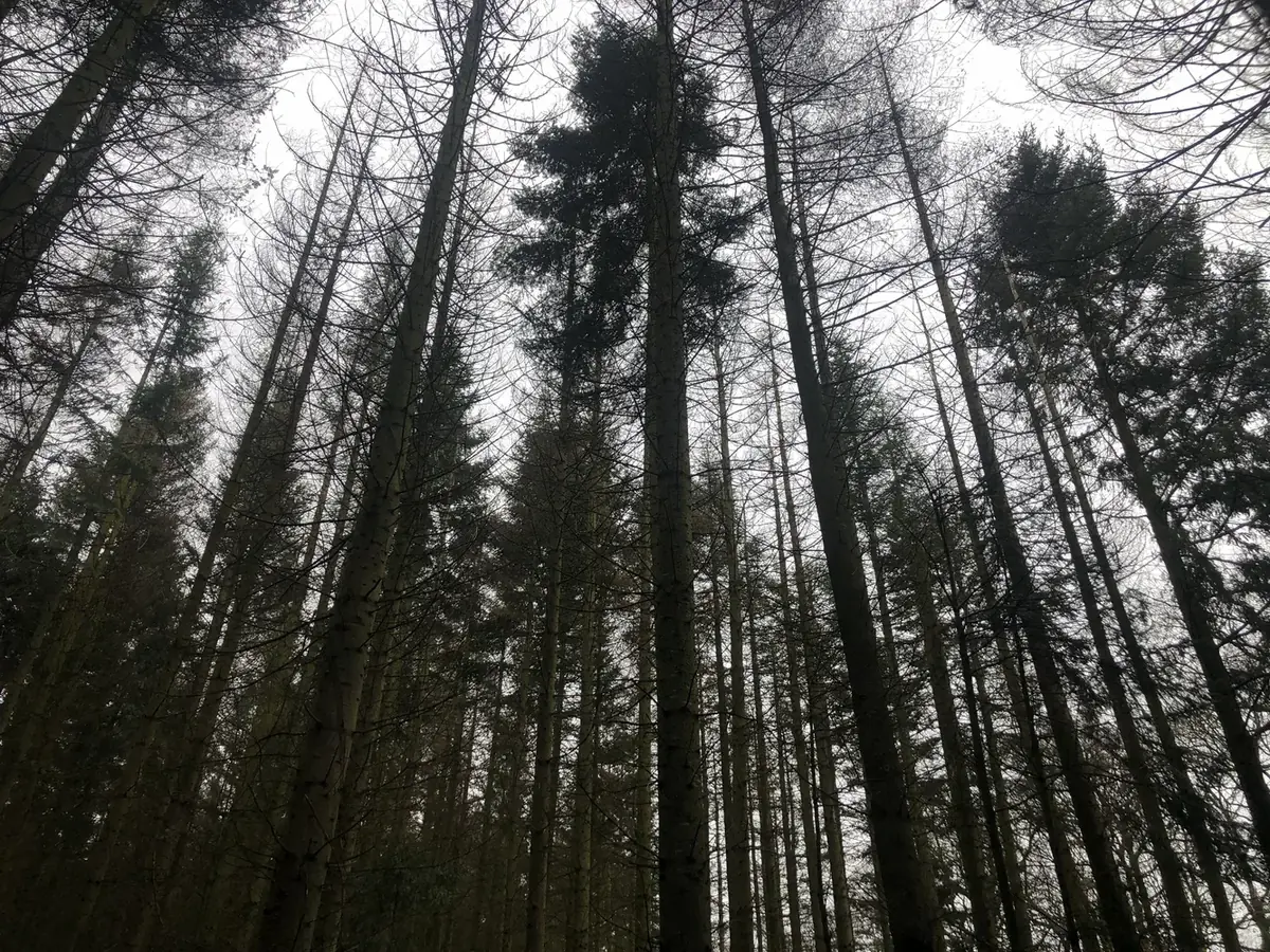 le bois du mont — photo 5