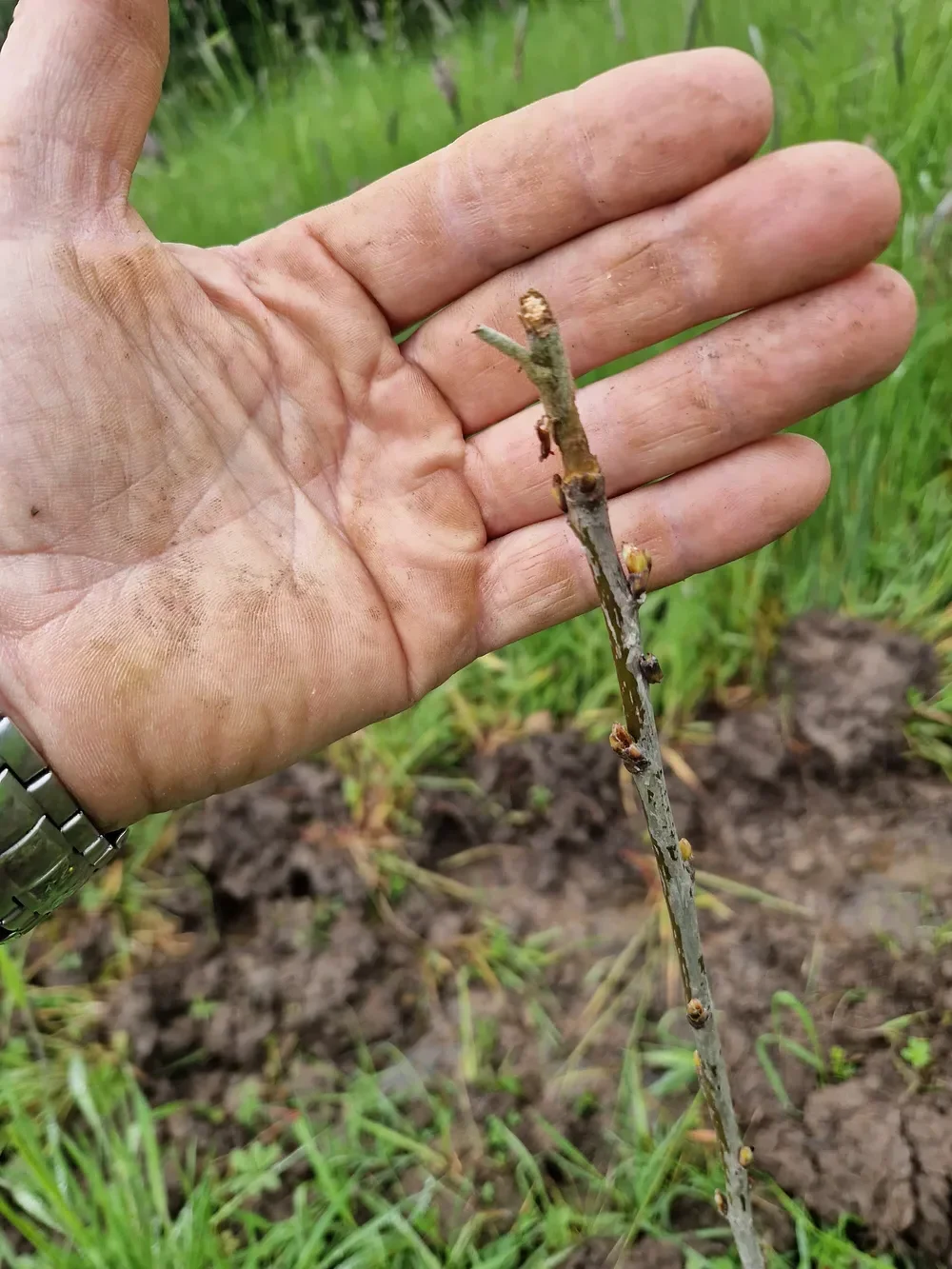 le bois de la marriere — photo 4