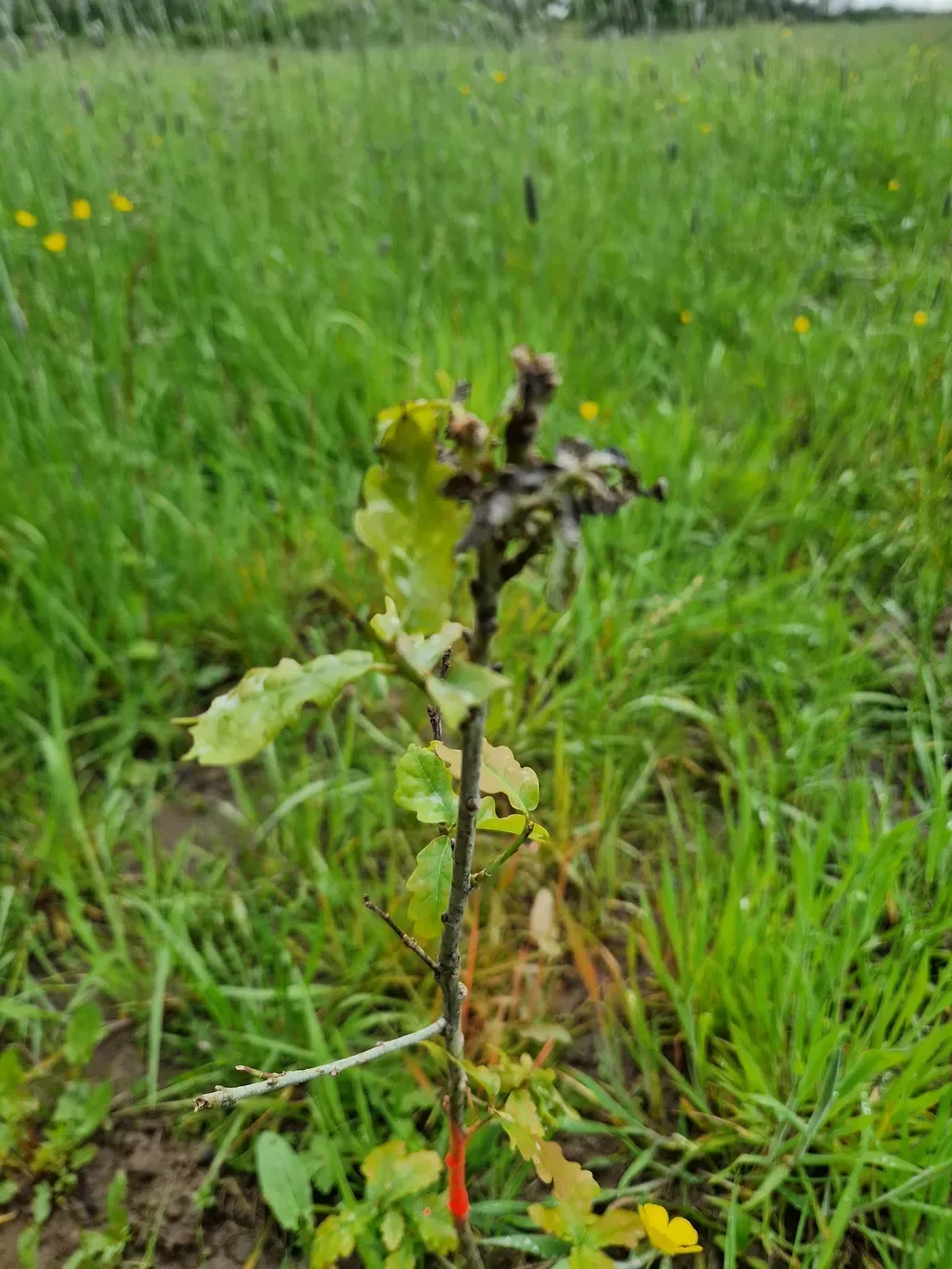 le bois de la marriere — photo 5