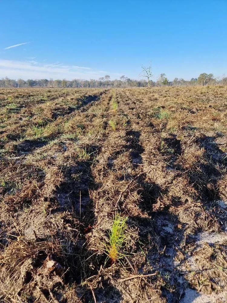 le bois du boscq hicot — photo 3