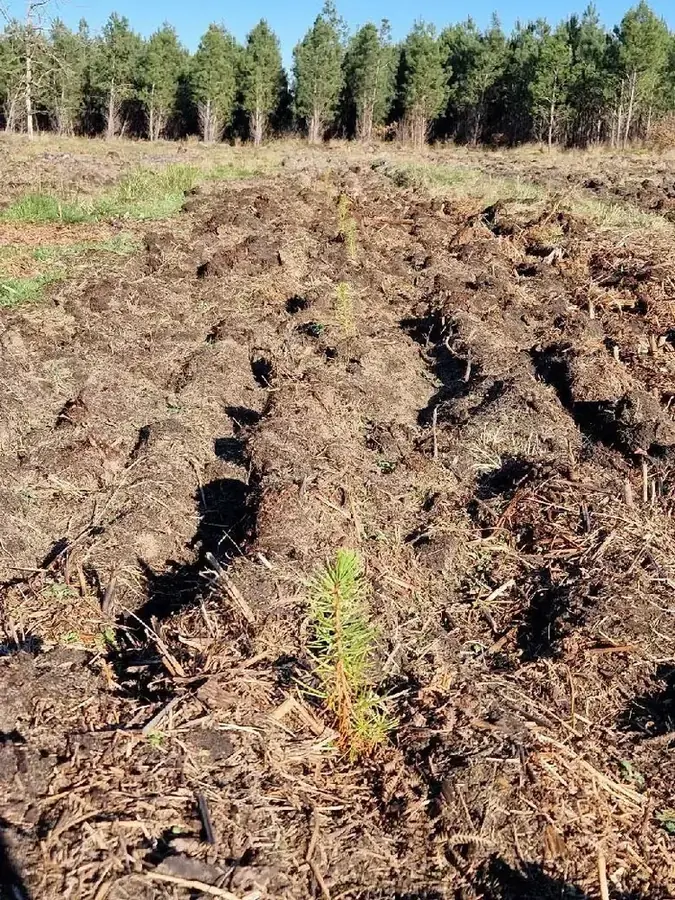 le bois de pargot — photo 3
