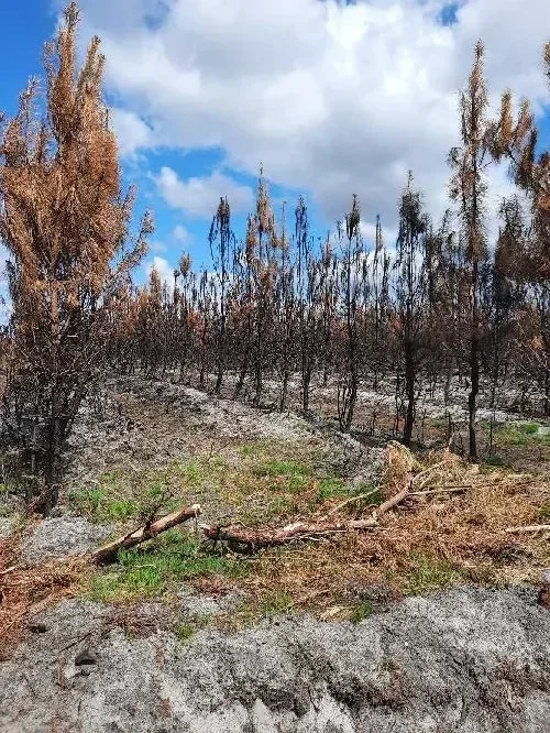 le bois de pargot — photo 4