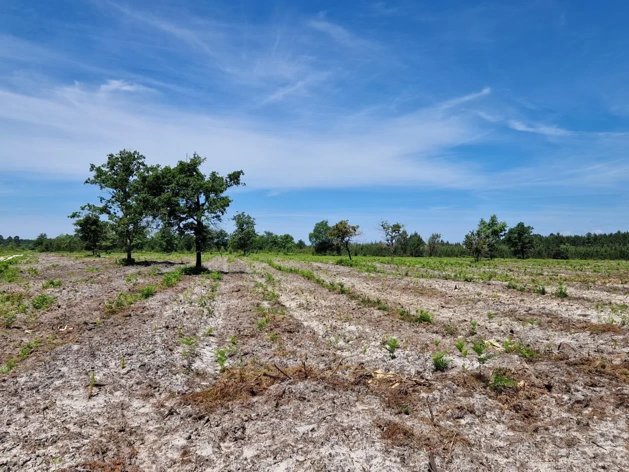 le bois de beterey saturnin 2 — photo 2