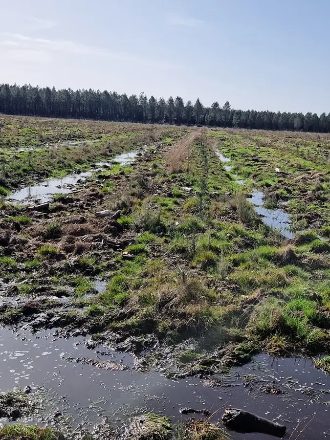 le bois de la lagune — photo 3