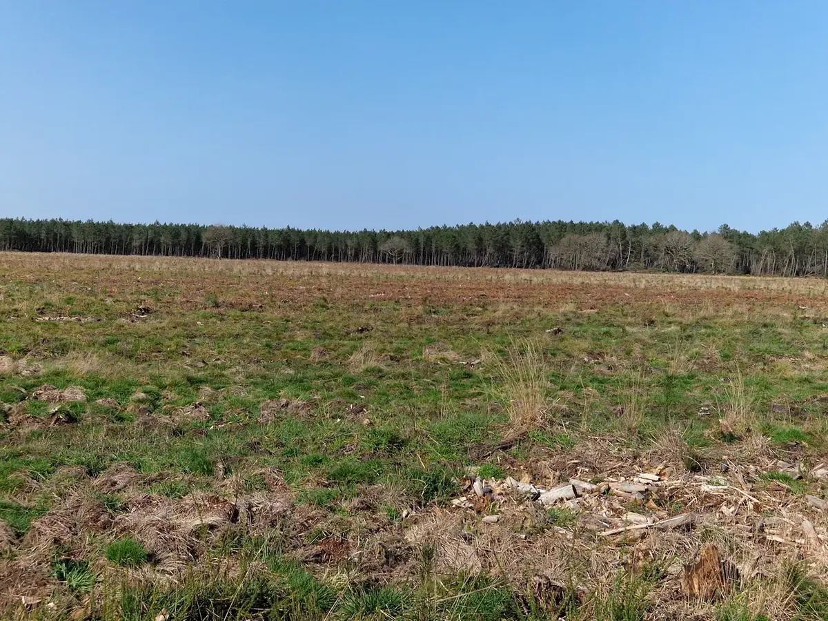 le bois de la lagune — photo 5