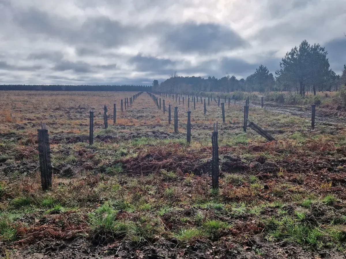 le bois de caudos — photo 1