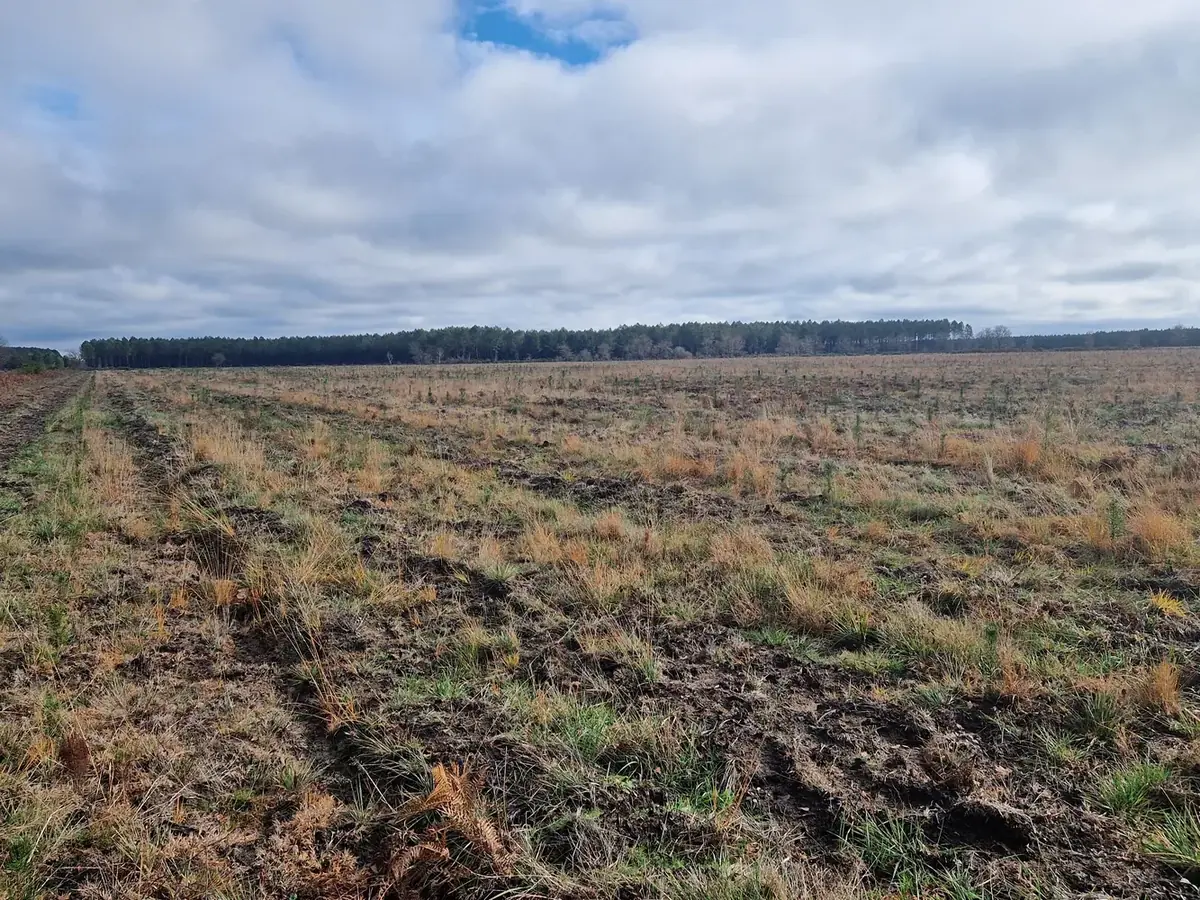 le bois de caudos — photo 2