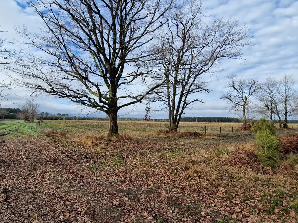 le bois de caudos — photo 3
