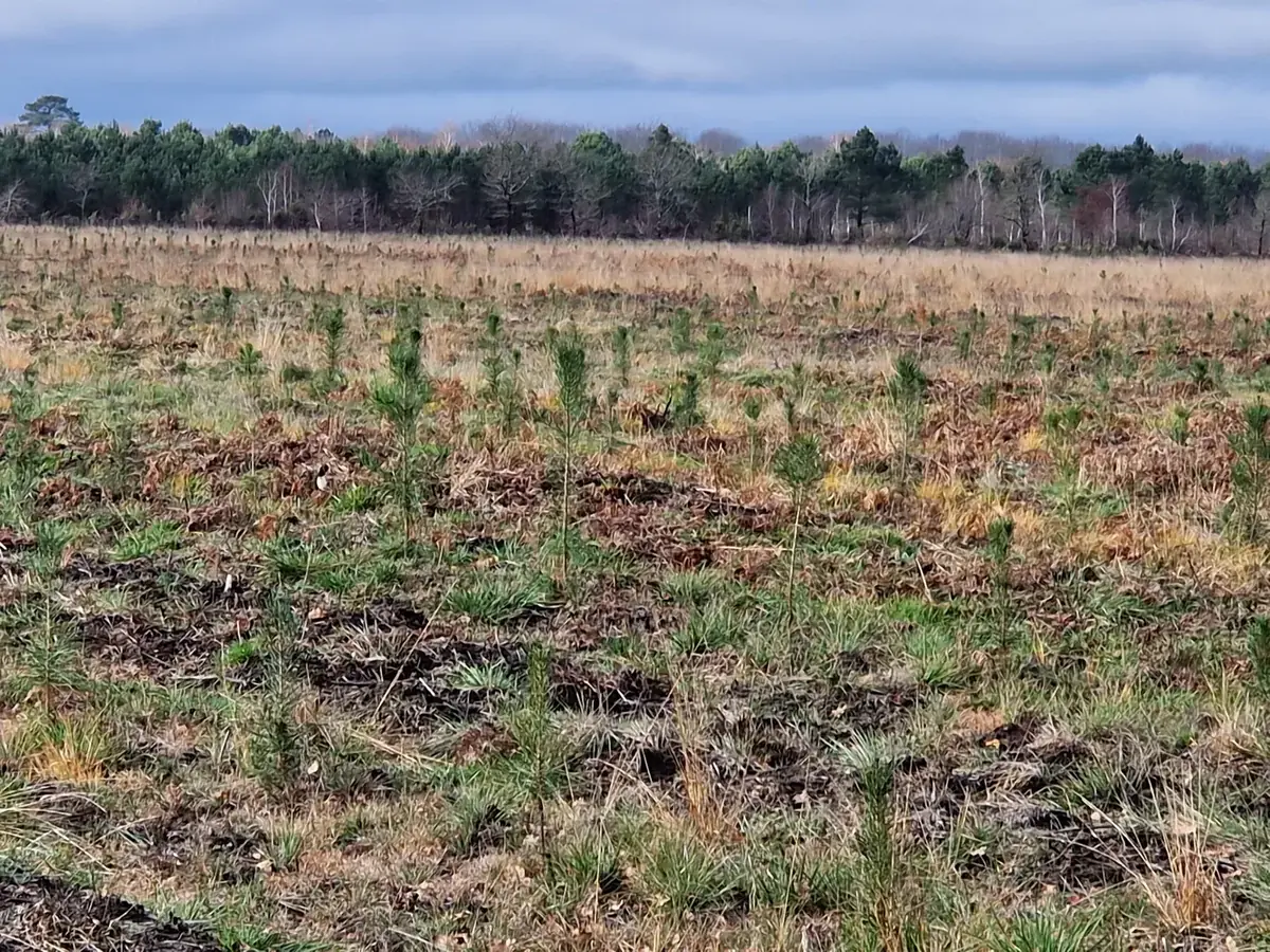 le bois de caudos — photo 4