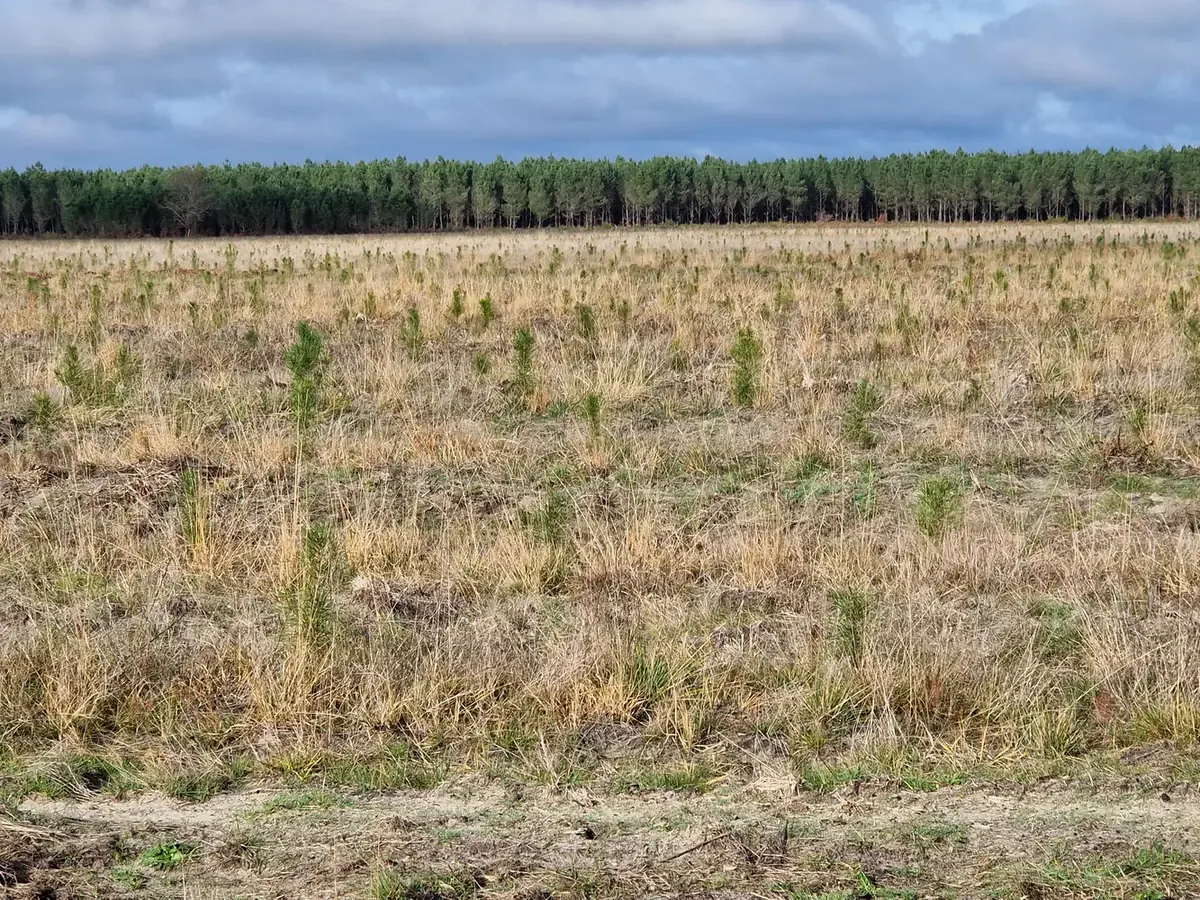 le bois de caudos — photo 5