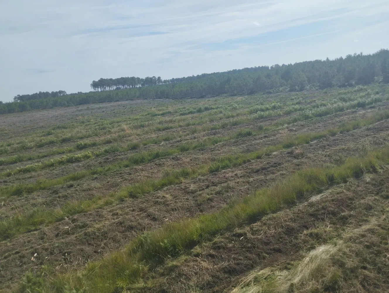 le bois de miou — photo 2