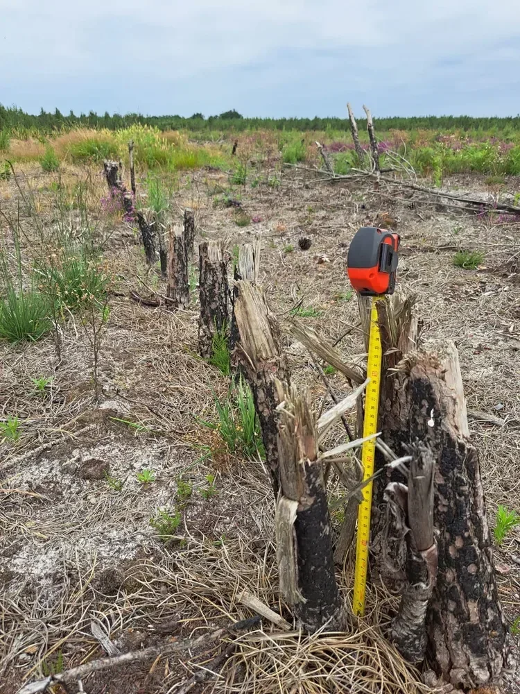 le bois de miou — photo 3