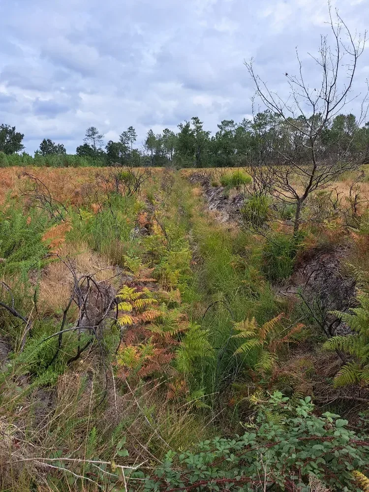 le bois de miou — photo 4